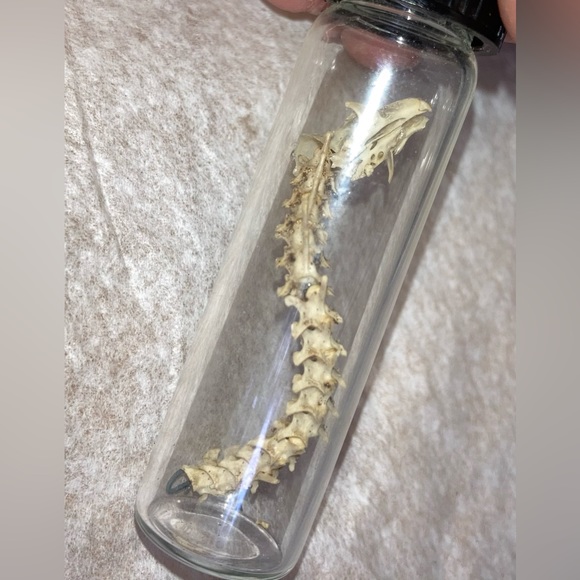 “DRAGON BONES” handmade 25 yrs ago, snake & lizard (?) sealed glued Vial EVC 🐉 - Picture 11 of 12